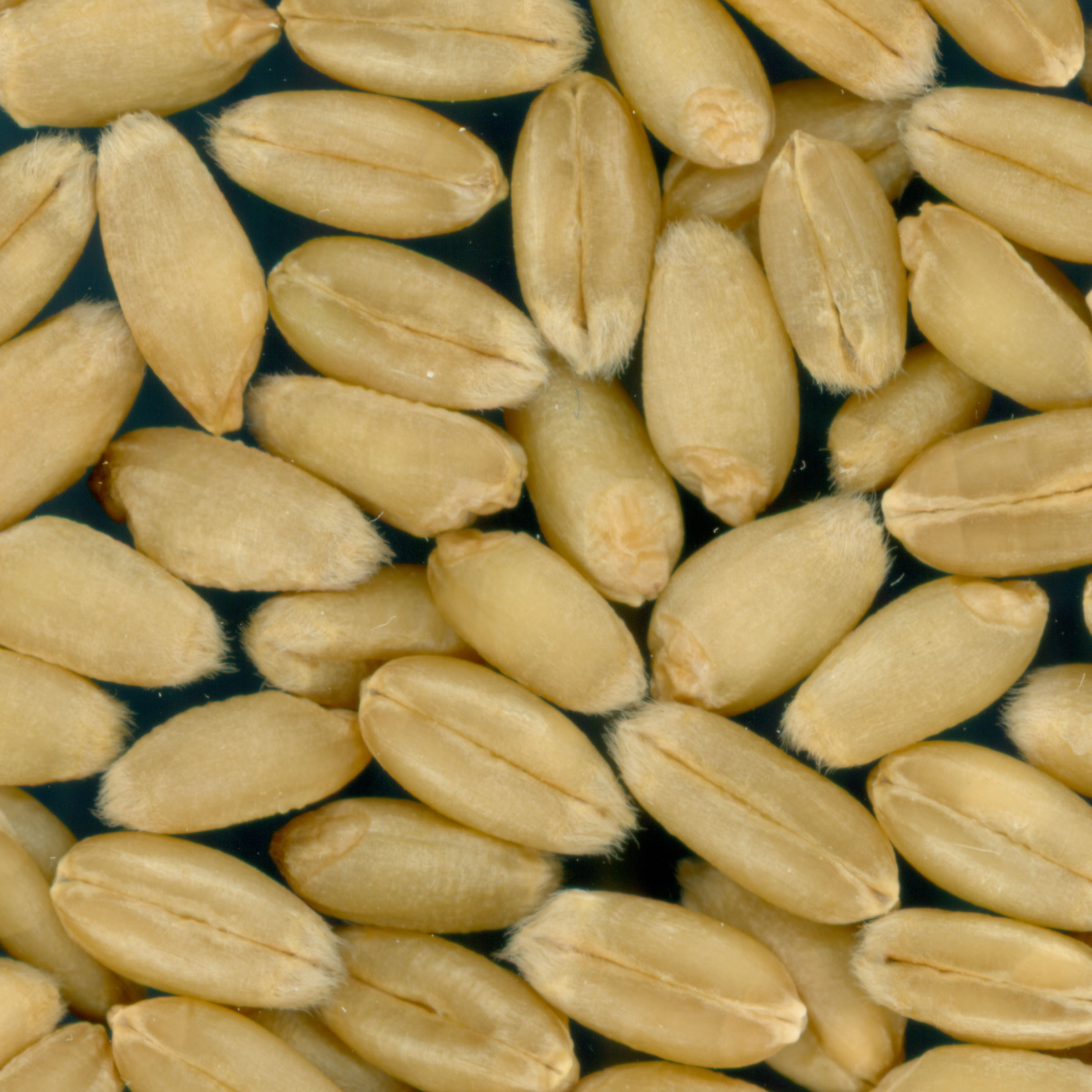Click for 3 image(s) for this accession. KERNELS